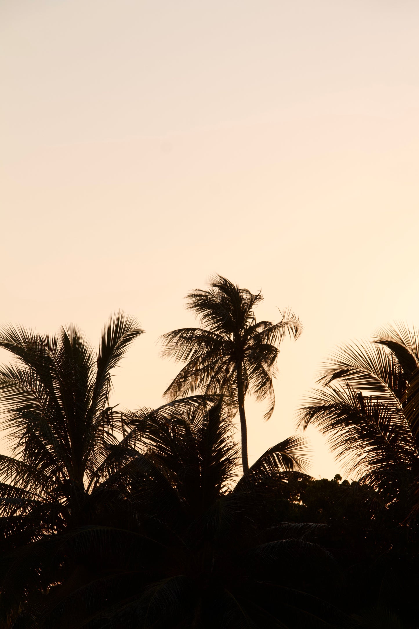 Palm Shadows