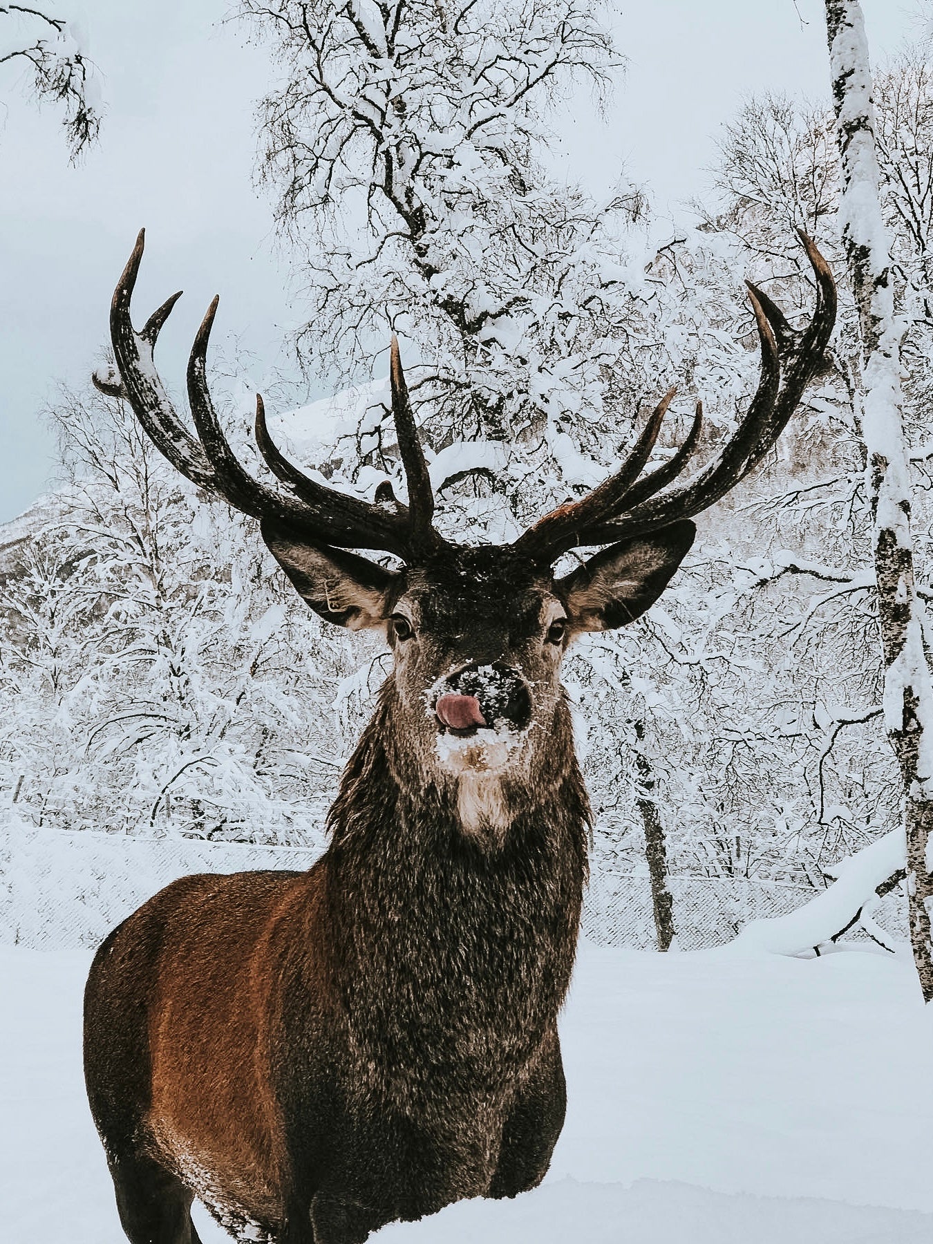 Reindeer