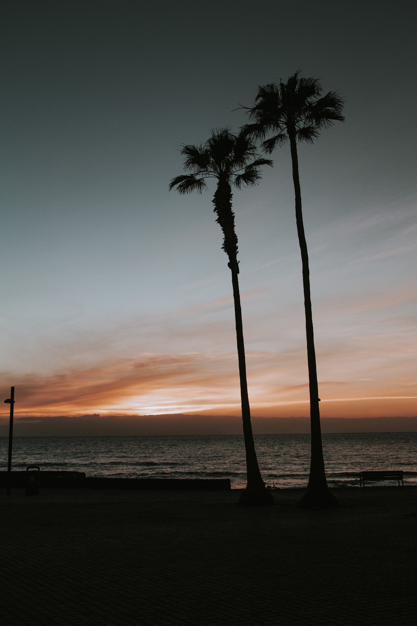 Sunset Palms