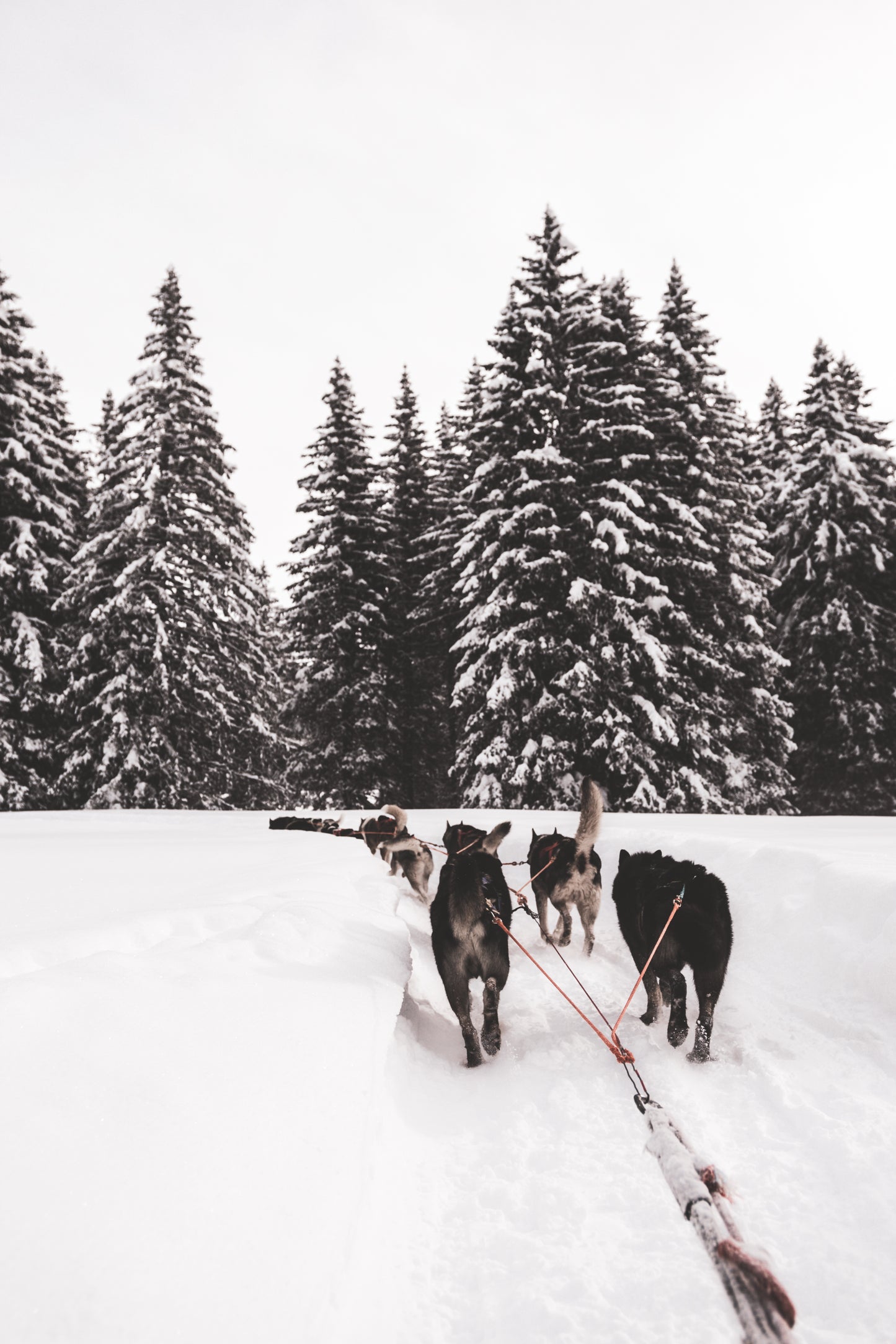 Winterland